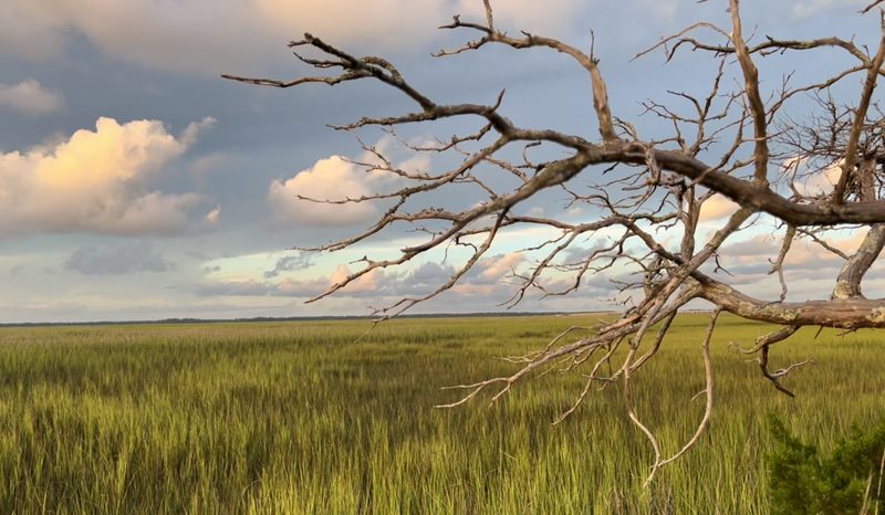 Driftwood branches over green marsh grass