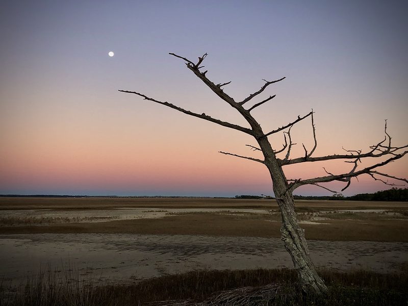 A driftwood tree and the moon over a marsh flat at dusk