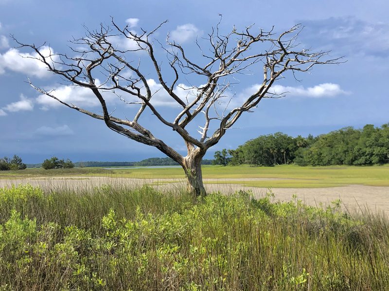 A bare tree at the edge of a salt marsh under summer clouds