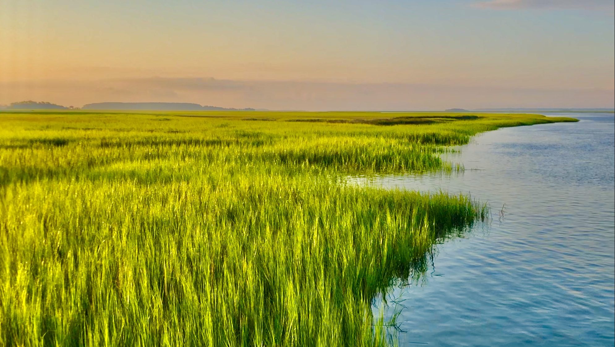 Spartina marsh grass along a tidal creek at sunrise, Lowcountry South Carolina