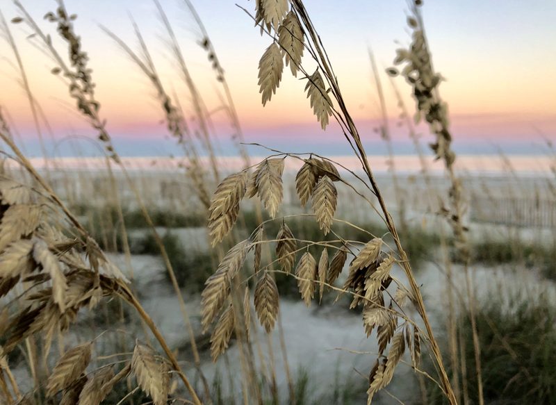 Sea oats on the dunes at dusk, with the beach and a pink sky behind