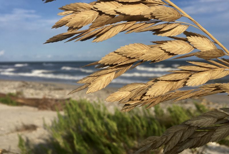 Sea oat seed heads with surf behind